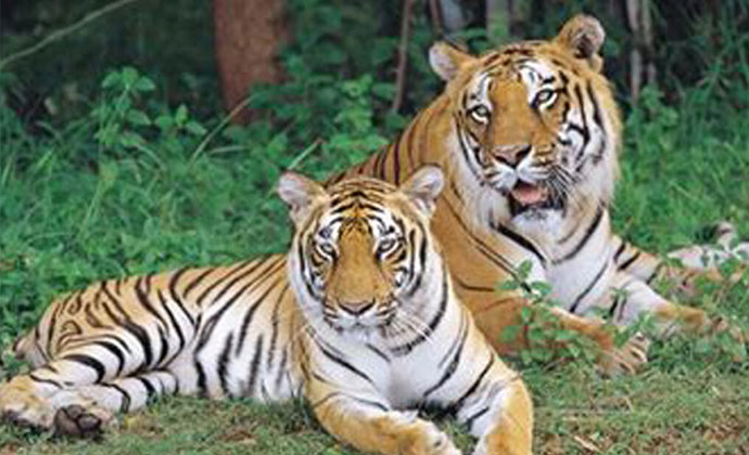 Bannerghatta-National-Park